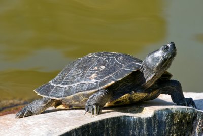 Turtle Sun Bath
