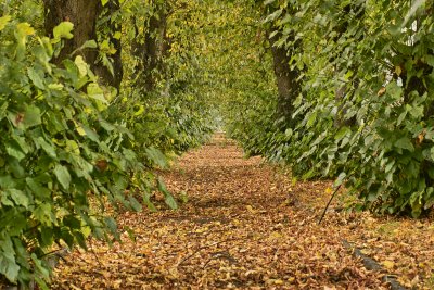 Path into Autumn