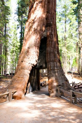 Yosemite sequoia140.jpg
