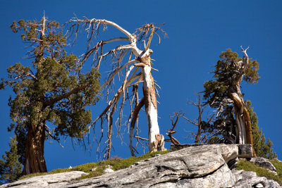 Yosemite white tree015.jpg
