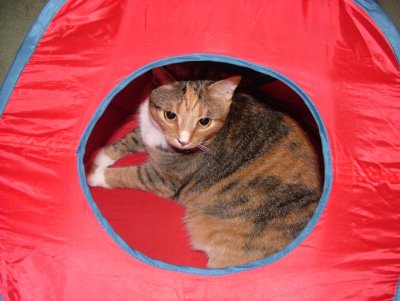 Snickers in Tent 4990.JPG