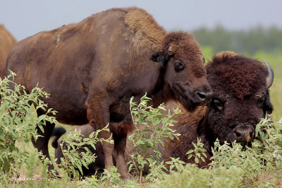 American Bison