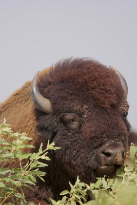 American Bison