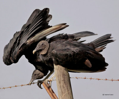 Black Vultures