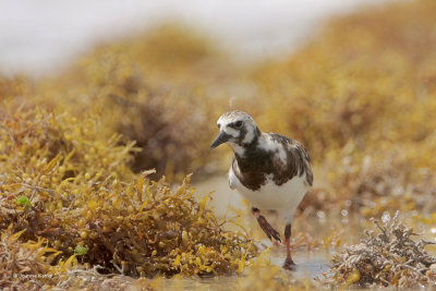 Ruddy Turnstone