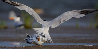 Royal Tern Chick