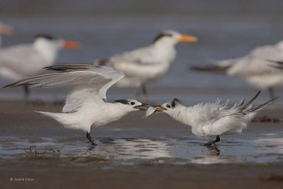 Sandwich Tern Chick Feeding