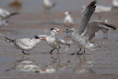 Royal Tern Parent, Chick, and Seagull