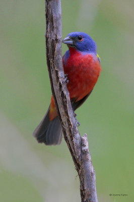 Painted Bunting