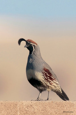 Gambel's Quail