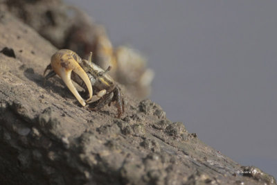 Fiddler Crab