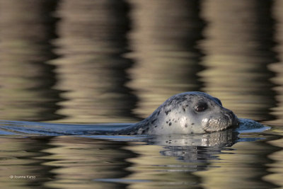 Harbor Seal