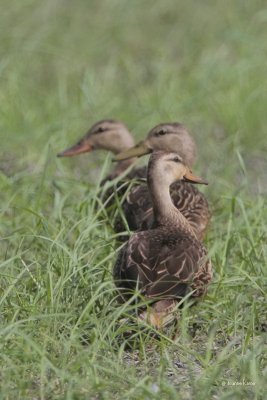 Mottled Ducks