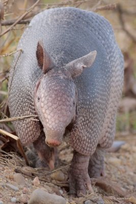 Armadillo