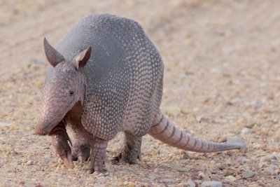 Armadillo