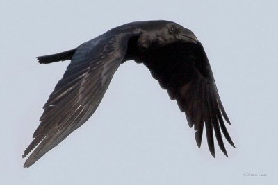 Chihuahuan Raven