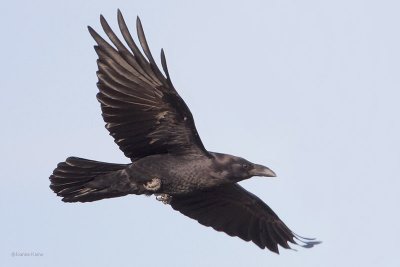 Chihuahuan Raven