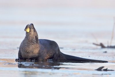 River Otter