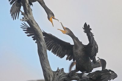 Double-crested Cormorant