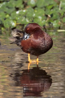 Cinnamon Teal