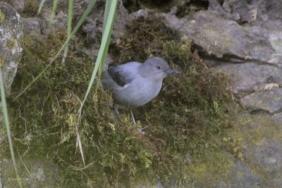 American Dipper