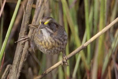 Seaside Sparrow