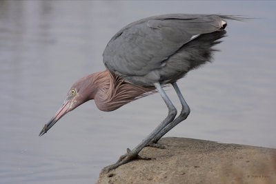 Reddish Egret