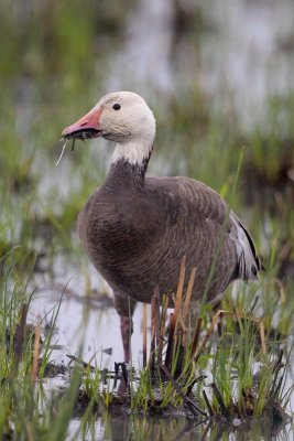 Snow Goose