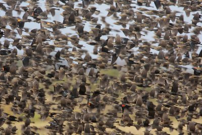 Red-winged Blackbird