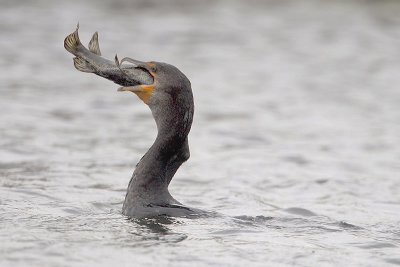 Double-crested Cormorant