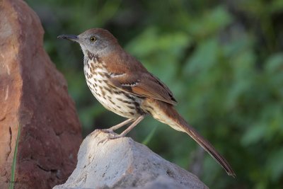 Brown Thrasher