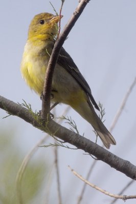 Western Tanager