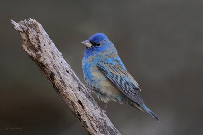 Indigo Bunting