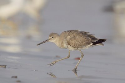 Willet