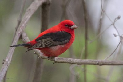 Scarlet Tanager