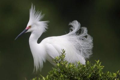 Snowy Egret