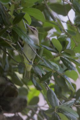 Black-whiskered Vireo