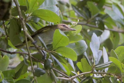  Black-whiskered Vireo