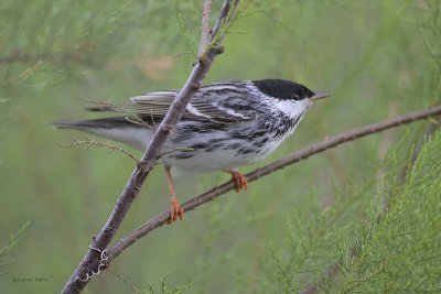 Blackpoll Warbler