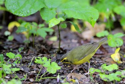 Kentucky Warbler