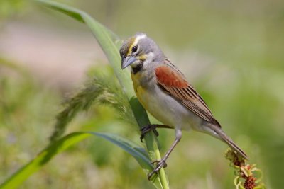 Dickcissel