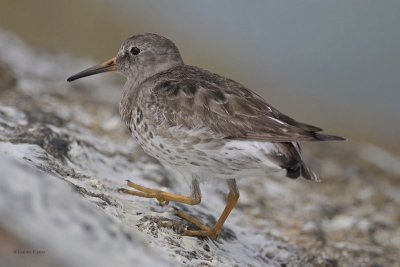 Purple Sandpiper