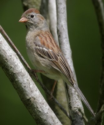 Field Sparrow