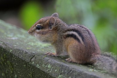 Chipmunk