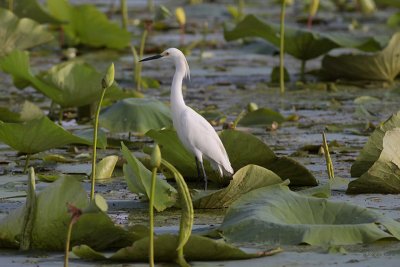 Snowy Egret