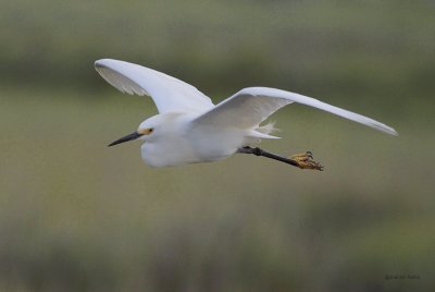 Snowy Egret