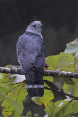 Gray-headed Kite