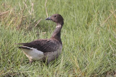 Brant Goose