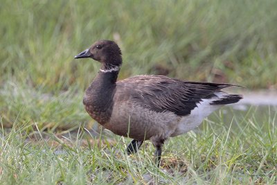 Brant Goose