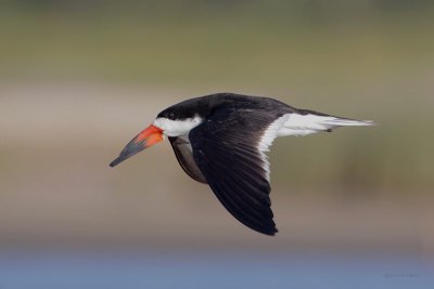 Black Skimmer